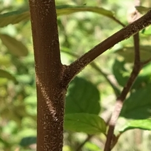 Pomaderris aspera at Paddys River, ACT - 8 Mar 2023