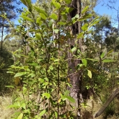 Pomaderris aspera at Paddys River, ACT - 8 Mar 2023