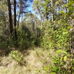 Pomaderris aspera at Paddys River, ACT - 8 Mar 2023 12:05 PM