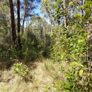 Pomaderris aspera at Paddys River, ACT - 8 Mar 2023