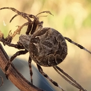 Backobourkia sp. (genus) at Fadden, ACT - 5 Mar 2023