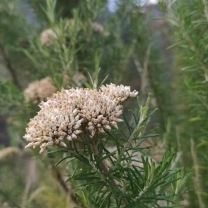 Cassinia aculeata at Paddys River, ACT - 26 Feb 2023