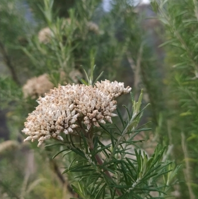 Cassinia aculeata (Common Cassinia) at Paddys River, ACT - 25 Feb 2023 by KumikoCallaway