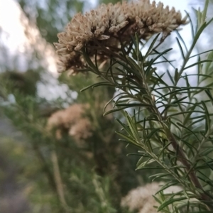 Cassinia aculeata at Paddys River, ACT - 26 Feb 2023