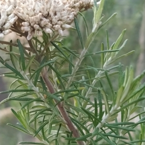 Cassinia aculeata at Paddys River, ACT - 26 Feb 2023