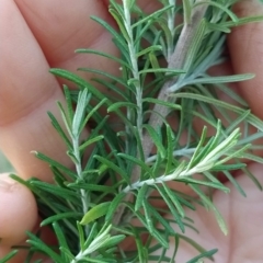 Cassinia aculeata at Paddys River, ACT - 26 Feb 2023