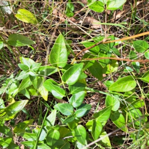 Vinca major at Hackett, ACT - 8 Mar 2023