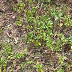 Vinca major at Hackett, ACT - 8 Mar 2023 11:48 AM