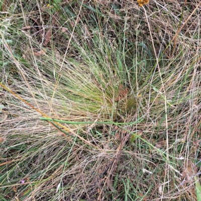 Nassella trichotoma (Serrated Tussock) at Hackett, ACT - 8 Mar 2023 by abread111