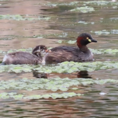 Tachybaptus novaehollandiae (Australasian Grebe) at Fadden, ACT - 8 Mar 2023 by RodDeb