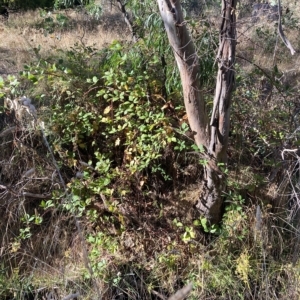 Rubus fruticosus agg. complex at Hackett, ACT - 8 Mar 2023