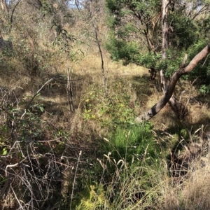 Rubus fruticosus agg. complex at Hackett, ACT - 8 Mar 2023