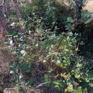 Rubus fruticosus species aggregate at Hackett, ACT - 8 Mar 2023