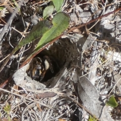 Lycosidae (family) (Unidentified wolf spider) at Borough, NSW - 6 Mar 2023 by Paul4K