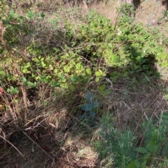 Rubus fruticosus species aggregate (Blackberry) at Hackett, ACT - 8 Mar 2023 by waltraud