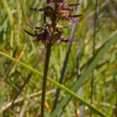 Corunastylis ostrina at Borough, NSW - 7 Mar 2023