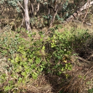 Rubus fruticosus species aggregate at Hackett, ACT - 8 Mar 2023 09:40 AM