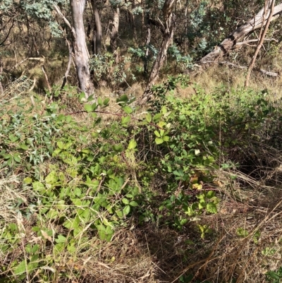 Rubus fruticosus agg. complex (Blackberry) at Hackett, ACT - 7 Mar 2023 by waltraud