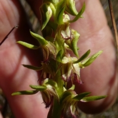 Corunastylis cornuta (Horned Midge Orchid) at Borough, NSW - 7 Mar 2023 by Paul4K