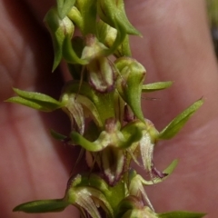 Corunastylis cornuta at Borough, NSW - suppressed