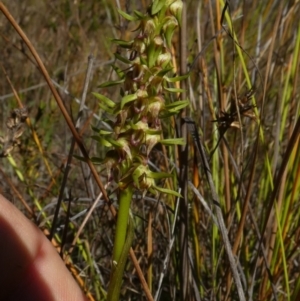 Corunastylis cornuta at Borough, NSW - 7 Mar 2023