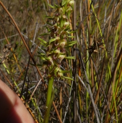 Corunastylis cornuta (Horned Midge Orchid) at Borough, NSW - 6 Mar 2023 by Paul4K