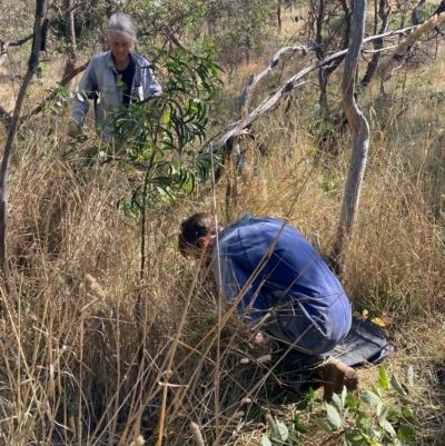 Rubus fruticosus species aggregate (Blackberry) at Hackett, ACT - 8 Mar 2023 by waltraud