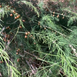 Asparagus officinalis at Hackett, ACT - 8 Mar 2023