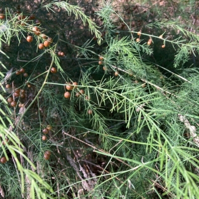 Asparagus officinalis (Asparagus) at Hackett, ACT - 7 Mar 2023 by waltraud