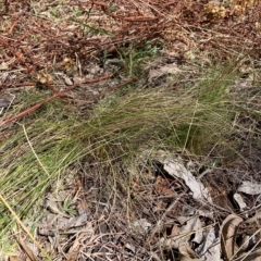 Nassella trichotoma (Serrated Tussock) at Watson, ACT - 8 Mar 2023 by waltraud