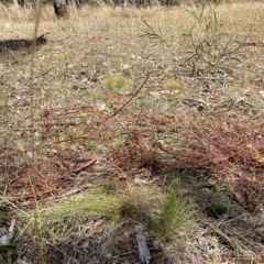 Nassella trichotoma at Watson, ACT - 8 Mar 2023 01:38 PM