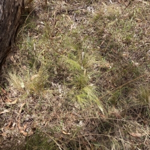 Nassella trichotoma at Watson, ACT - 8 Mar 2023 01:54 PM