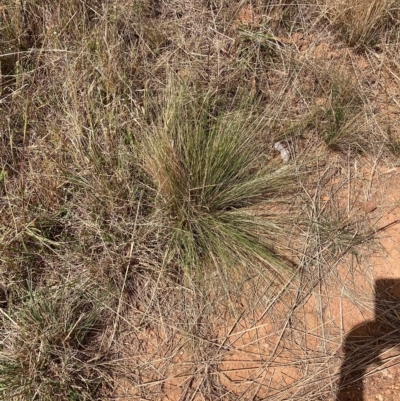 Nassella trichotoma (Serrated Tussock) at Watson, ACT - 8 Mar 2023 by waltraud