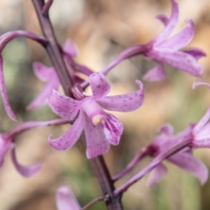 Dipodium roseum at Cotter River, ACT - suppressed