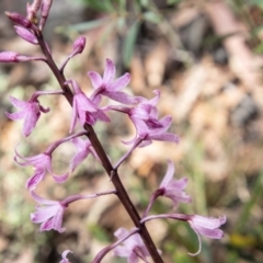 Dipodium roseum at Cotter River, ACT - 8 Mar 2023