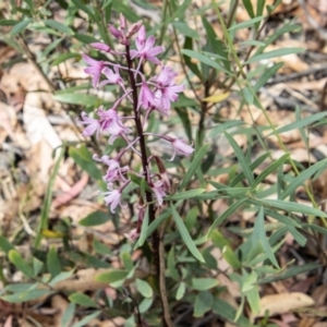 Dipodium roseum at Cotter River, ACT - 8 Mar 2023