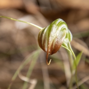 Diplodium decurvum at Cotter River, ACT - suppressed