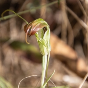 Diplodium decurvum at Cotter River, ACT - suppressed