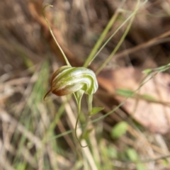 Diplodium decurvum at Cotter River, ACT - suppressed