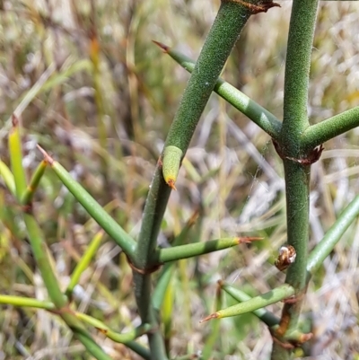 Discaria pubescens (Australian Anchor Plant) at Mount Clear, ACT - 8 Mar 2023 by LPadg