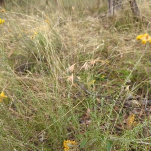 Themeda triandra at Hackett, ACT - 8 Mar 2023 06:25 PM