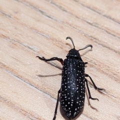 Rhipicera femorata (Feather-horned beetle) at Watson, ACT - 8 Mar 2023 by AniseStar