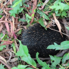 Tachyglossus aculeatus (Short-beaked Echidna) at Kambah, ACT - 8 Mar 2023 by MatthewFrawley