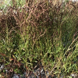 Gonocarpus tetragynus at Belconnen, ACT - 28 Feb 2023 05:55 PM