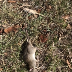 Rattus rattus (Black Rat) at Emu Creek - 1 Mar 2023 by JohnGiacon