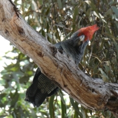 Callocephalon fimbriatum (Gang-gang Cockatoo) at Belconnen, ACT - 5 Mar 2023 by JohnGiacon