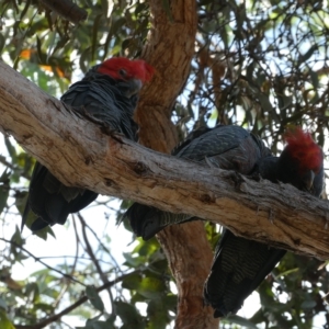 Callocephalon fimbriatum at Belconnen, ACT - 5 Mar 2023