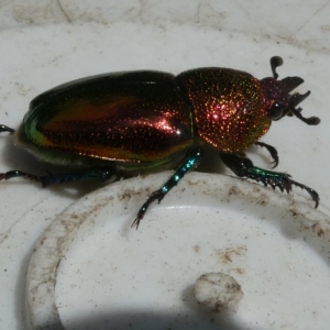 Lamprima aurata at Belconnen, ACT - 5 Mar 2023