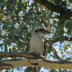 Dacelo novaeguineae at Belconnen, ACT - 5 Mar 2023