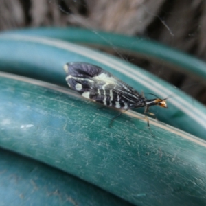 Porismus strigatus at Belconnen, ACT - 5 Mar 2023